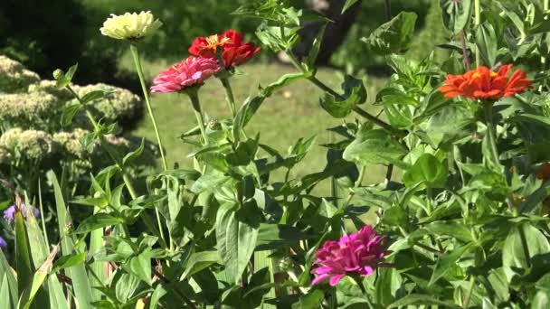 Closeup of colorful zinnia violacea flower blooms move in wind in summer garden. 4K — Stock Video