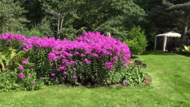 Şort ve sutyen çim biçme çim biçme makinesi ile oldukça kadın işçi. 4k