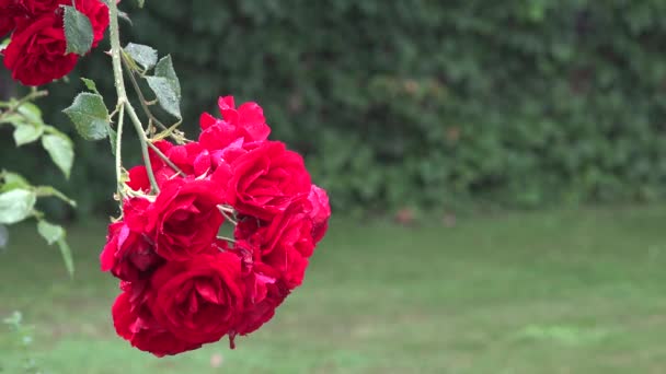 Closeup κόκκινος αυξήθηκε λουλούδι ανθίζει στη δυνατή βροχή νερό ερωτεύονται καλοκαιρινό κήπο. 4k — Αρχείο Βίντεο