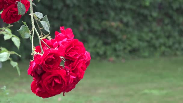 Primo piano di fiori di rosa rossa fiorisce in forte caduta di acqua piovana nel giardino estivo. 4K — Video Stock