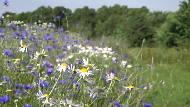 Wilde Kamille und Kornblumenfeld an windigen Sommertagen. 4k — Stockvideo