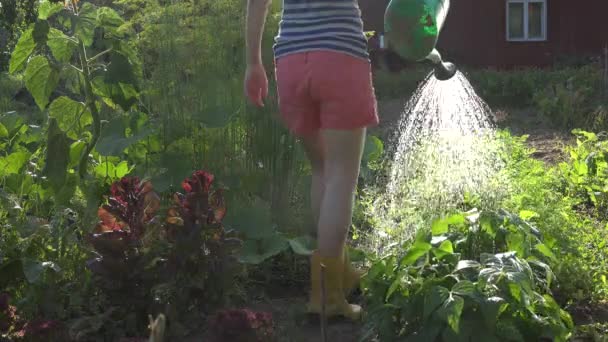 Kvinnliga jordbrukare vatten trädgård grönsaker mot kväll solljus. 4k — Stockvideo