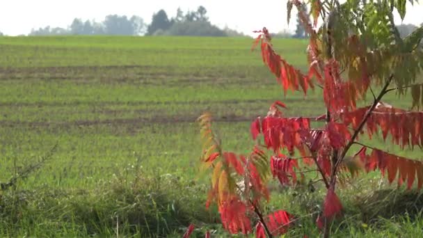 Colores de árboles de otoño y cultivos de invierno de grano en el campo de la agricultura. 4K — Vídeos de Stock