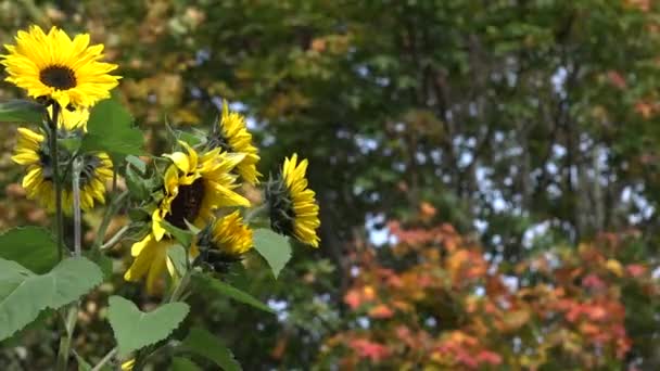 Flores amarelas da flor e folhas coloridas da árvore do bordo. 4K — Vídeo de Stock