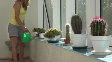 kaktüs bitki yeşil sulama bidonunda Konservatuarı ile sulama kadın. 4k