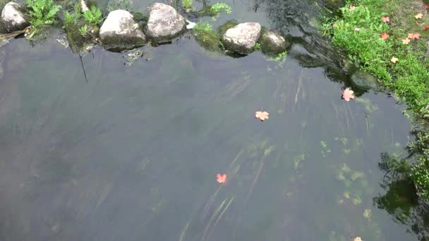 Autumn maple leaf floating in stream between stones in park. 4K — Stock Video