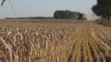Testere makinesi odak değişiklik olgun buğday bitkilerden. 4k