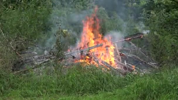 Fire flames burn near forest trees on pond lake shore in summer. 4K — Stock Video