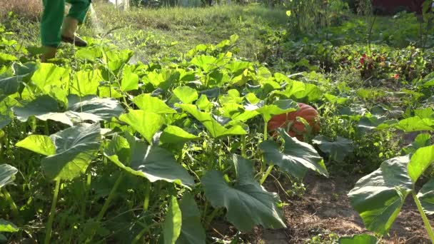 Деревенский ковбой, распыляющий овощи из тыквы. Обработка химических установок. 4K — стоковое видео