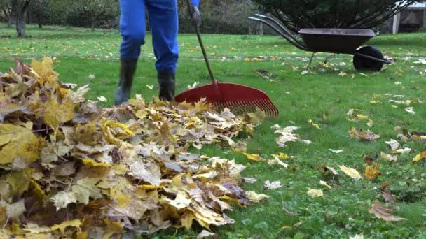 Jardinero hombre rastrillo hojas de otoño y carro vacío durante las obras de otoño en el patio. 4K — Vídeos de Stock