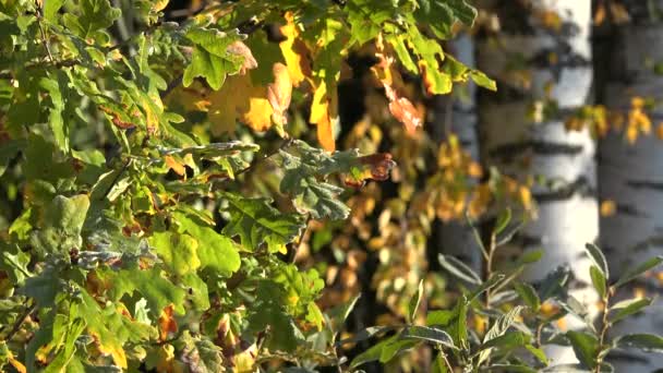 Jesienne liście dębu pokryte lodem i czarnym białym tułowia drzewa brzozy. 4K — Wideo stockowe