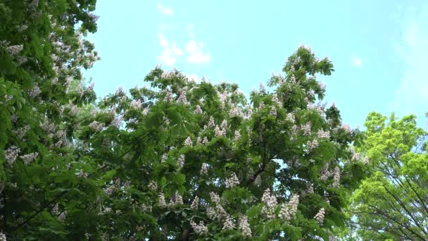 Bloemen van Aesculus Conker tree op blauwe hemel achtergrond. 4k — Stockvideo