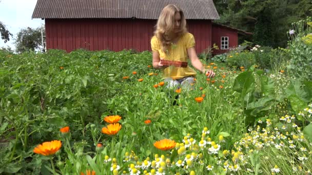 Donna raccogliere piatto di vimini fiore di calendula nel giardino estivo. 4K — Video Stock