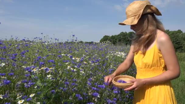 Schöne Frau in gelbem Kleid pflückt Kornblumenblüten. 4k — Stockvideo