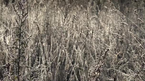 Trawa wygięta łąka z łagodnym mrozem świeci rano słońce. 4K — Wideo stockowe