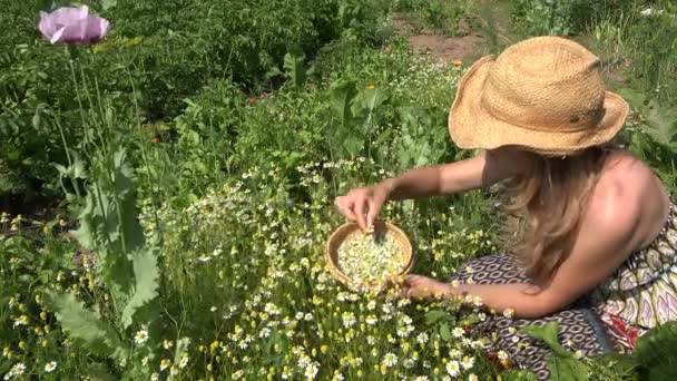 Femme en bonne santé cueillir des fleurs d'herbes camomille dans la cour de la maison rurale. 4K — Video
