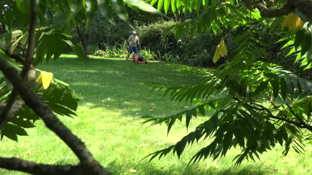 Gärtner mit Flip-Flop-Schuhen mähen Rasen. Blick durch Bäume. 4k — Stockvideo