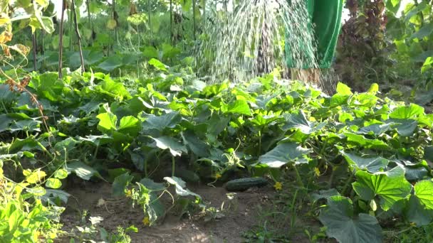 Kweker giet waterdruppels op komkommer groente planten met can in farm. 4k — Stockvideo