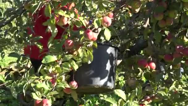 Cueillette inconnue fruits frais de pomme de branche. Travailler dans le jardin. 4K — Video