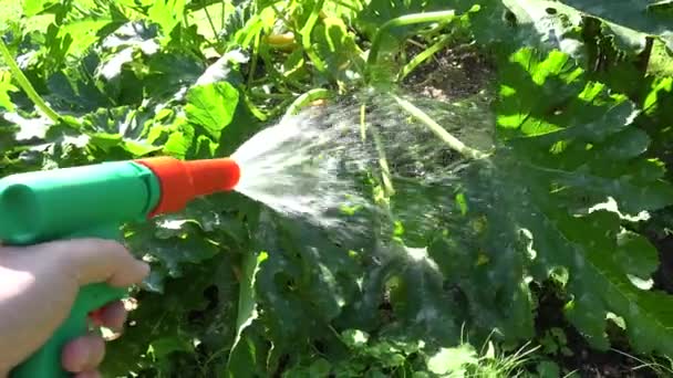 Gardener hand with water hose nozzle sprayer tool irrigating vegetable plant bed soil. 4K — Stock Video