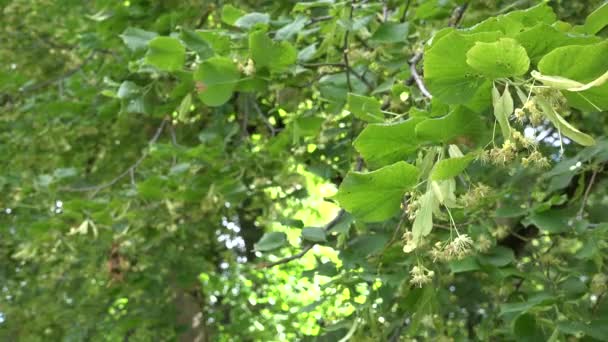 Linden tree branch with yellow blossom in still. Focus change. 4K — Stock Video