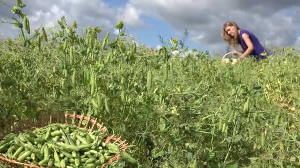 Piatto di vimini con pisello verde e donna sfocata raccogliere baccello di pisello. 4K — Video Stock