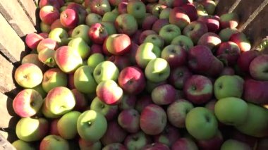 Kırmızı elma meyve hasat sonbahar Garden ahşap kutusunda. 4k