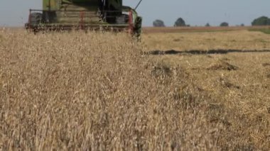 çiftlik hasat yulaf alanındaki iş yerinde yaz birleştirin. 4k