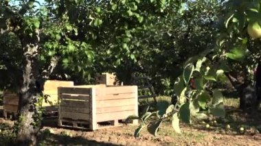 Orchard elma topluluğu. Panorama. 4k