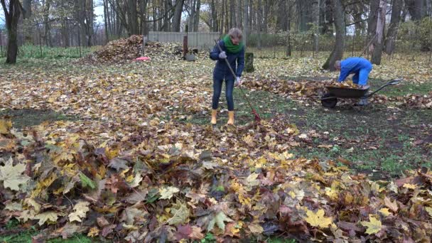 Vrouw hark bladeren. Man belasting barrow kar en carry met kleurrijke gebladerte. 4k — Stockvideo