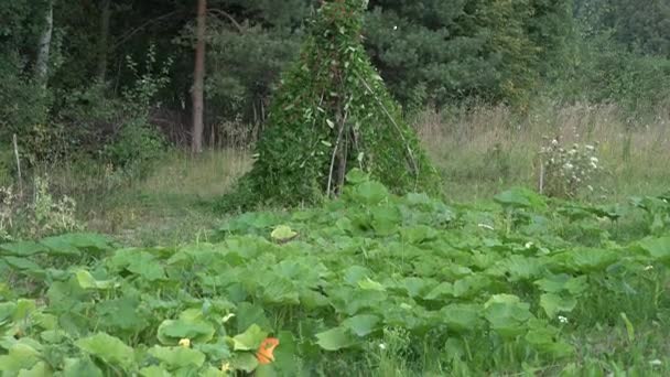 庭の植物や草で収穫された新鮮な野菜。下に傾けます。4 k — ストック動画