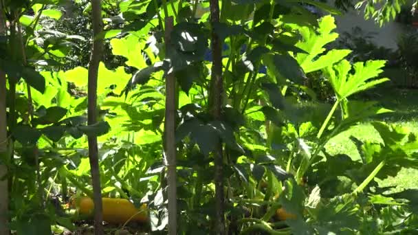 Самец поливая зеленый сад цуккини в suuny день летом. 4K — стоковое видео