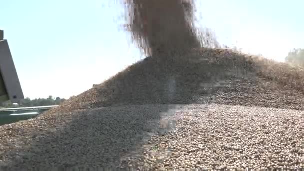 Погрузка зерна пшеницы в прицеп во время сбора урожая. Портативный. 4K — стоковое видео