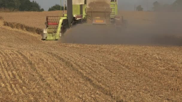 L'aumento di polvere dalla parte posteriore della mietitrebbia combina la raccolta del campo di mais cerealicolo maturo nella stagione estiva. 4K — Video Stock