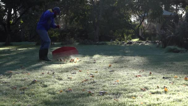 Rake człowiek pozostawia w pięknym ogrodzie w zimny poranek jesienią czas. 4k — Wideo stockowe