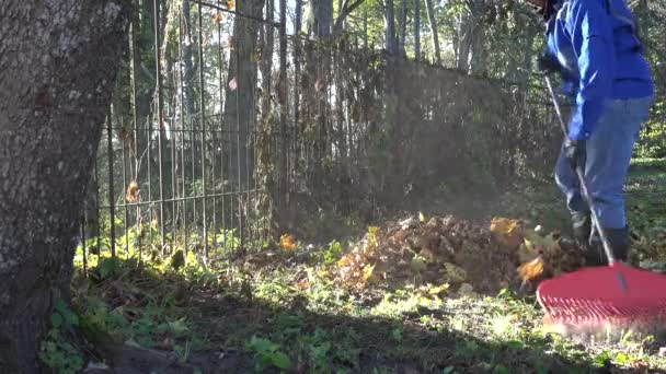 Hombre joven con chaqueta azul rastrillando hojas de otoño en el jardín por la mañana. 4K — Vídeos de Stock