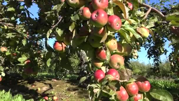 Manzanos que crecen en fila en el jardín. Temporada otoño cosecha. 4K — Vídeos de Stock