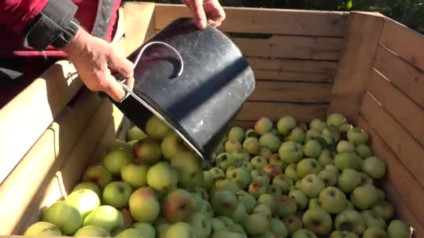 Trabajador mano verter la cosecha de manzana fresca en caja de madera en el jardín. 4K — Vídeos de Stock