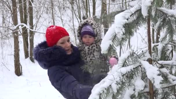 女の赤ちゃんを持つ母親は、冬にモミの木の枝から雪を振り払います。4 k — ストック動画