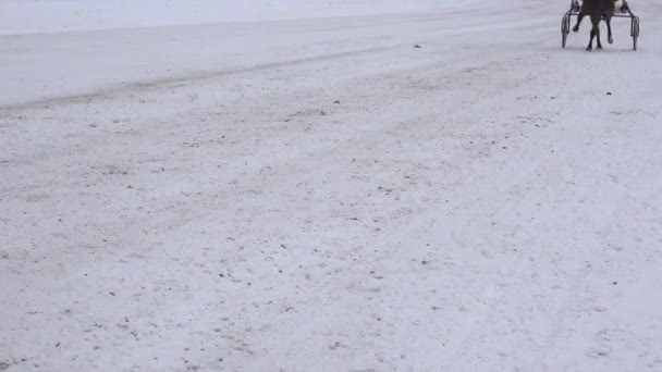 Race horse legs with riders in wheel carts compete on snowy track in winter. 4K — Stock Video