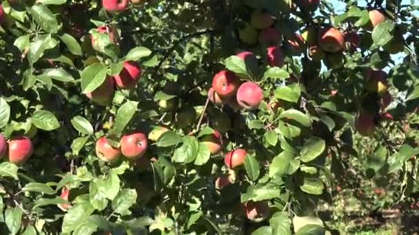 Rote Äpfel wachsen an einem Ast zwischen grünem Laub vor blauem Himmel. 4k — Stockvideo