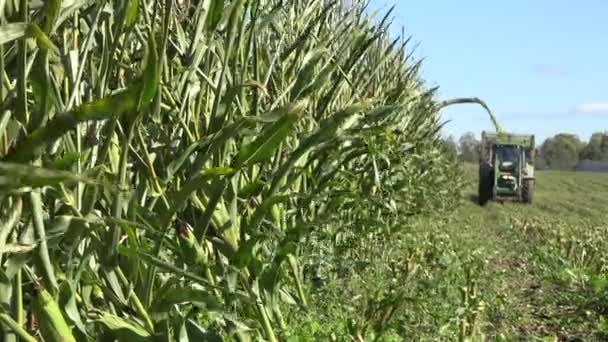 Краю поля зелених кукурудзяних рослин і комбінувати порізані плантації. 4-кілометровий — стокове відео