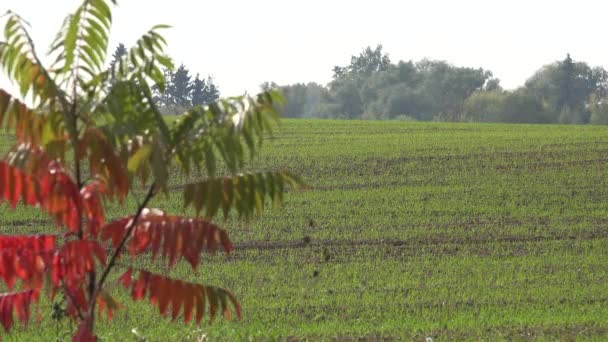 Поле зеленых озимых зерновых культур пшеницы с осенним цветным деревом движутся на ветру. 4K — стоковое видео