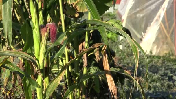 Corn plants and greenhouse covered in first autumn frost. Zoom out. 4K — Stock Video