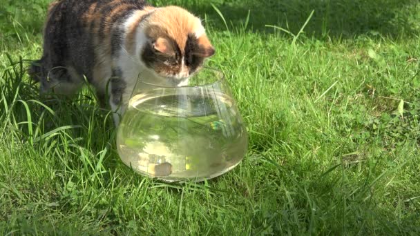 猫は、緑豊かな庭園で魚とガラスの水槽を注視します。4 k — ストック動画