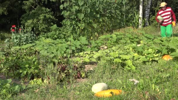 Man profiteren van verse rijpe plantaardige courgette en pompoen in tuin. 4k — Stockvideo