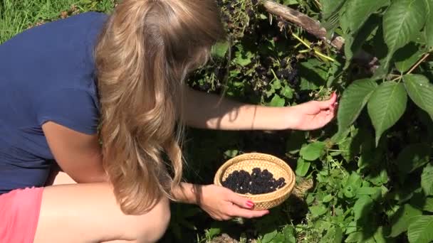 Anställd kvinna tjej i shorts samla skörden färska svarta bären mognar på gården plantage. 4k — Stockvideo