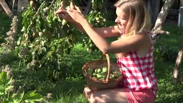 Gardener mulher pegar pêra para cesta de vime e árvore ramo cheio de frutas maduras. 4K — Vídeo de Stock