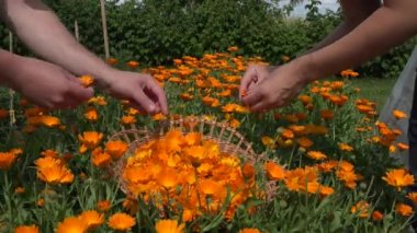 Erkek el kadife çiçeği Bahçe toplamak. Tıp ot. 4k