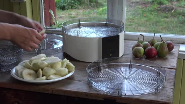 Les mains de la femme mettent des morceaux de poire coupés dans un plat de machine de séchage de fruits. Gros plan. 4K — Video
